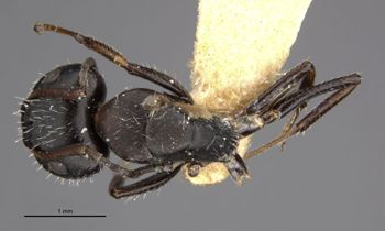 Media type: image;   Entomology 21600 Aspect: habitus dorsal view